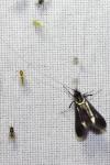 Adela reaumurella
