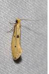 Tinea trinotella
