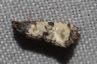 Cochylichroa atricapitana