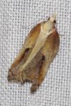 Acleris cristana