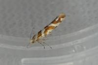 Argyresthia goedartella