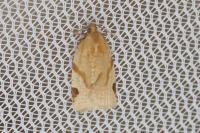 Paramesia gnomana