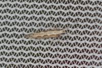 Plutella xylostella