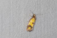 Agapeta zoegana