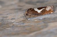 Epiblema foenella