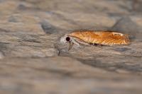 Eucosma conterminana