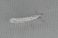 Yponomeuta evonymella