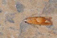 Eucosma conterminana