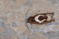 Epiblema foenella
