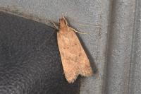 Helcystogramma lutatella