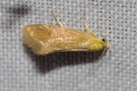 Crassa tinctella