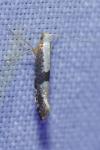Argyresthia spinosella