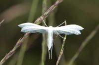 Pterophorus pentadactylus