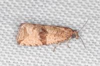Celypha striana