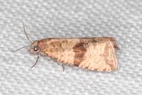 Celypha striana