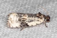 Celypha woodiana