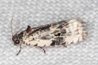 Celypha woodiana