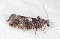 Eudemis profundana