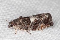 Eudemis profundana