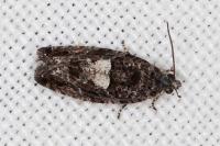 Eudemis profundana