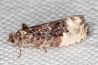 Hedya nubiferana