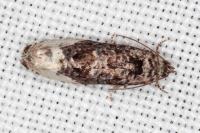 Hedya nubiferana