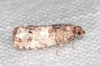 Notocelia trimaculana