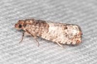 Notocelia trimaculana