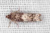 Notocelia trimaculana
