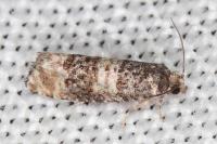 Piniphila bifasciana