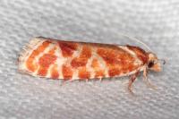 Rhyacionia pinicolana