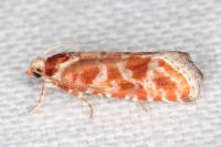 Rhyacionia pinicolana