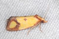 Agapeta zoegana