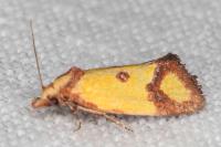 Agapeta zoegana