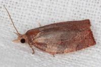Pandemis heparana