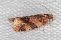 Epagoge grotiana