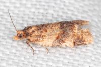 Epagoge grotiana