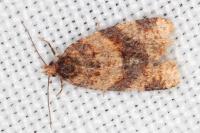 Epagoge grotiana