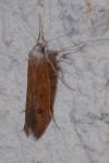 Epidola stigma