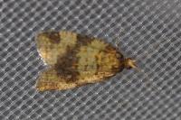 Epagoge grotiana