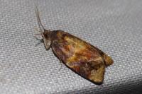 Ditula angustiorana