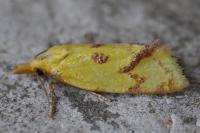 Agapeta hamana