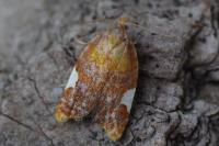 Acleris holmiana