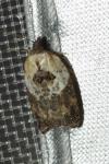 Acleris variegana