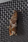 Ancylis achatana