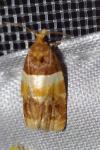Epinotia festivana