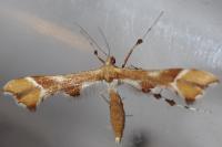 Cnaemidophorus rhododactylus