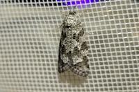 Cnephasia