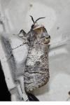 Cossus cossus