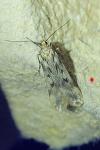 Sattleria